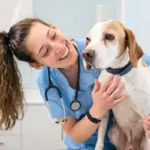Veja as causas e os sintomas da hipertrigliceridemia em animais