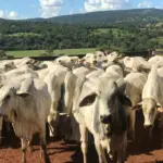 Produtor rural, fique atento! 2ª etapa da Declaração de Rebanho tem início no próximo sábado – Portal Goiás