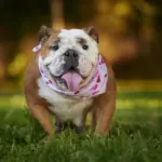 7 raças de cachorro originárias do Reino Unido