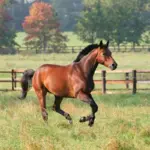 7 curiosidades interessantes sobre os cavalos