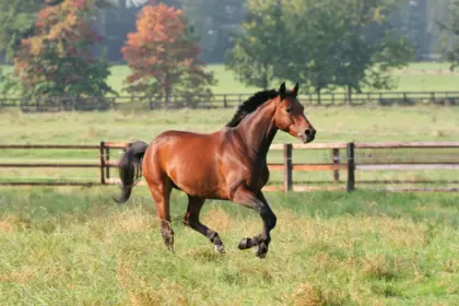 7 curiosidades interessantes sobre os cavalos