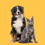 7 dicas para evitar o mau hálito em cães e gatos