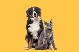 7 dicas para evitar o mau hálito em cães e gatos