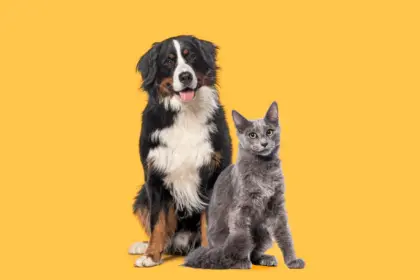 7 dicas para evitar o mau hálito em cães e gatos