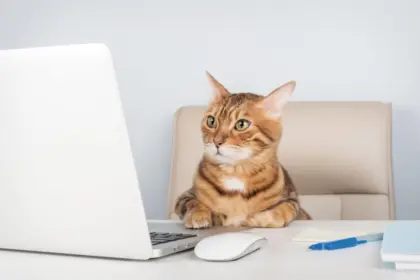 8 nomes perfeitos para gatos curiosos