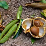 5 benefícios da planta andiroba para a saúde