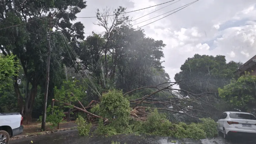 Árvores caem sobre veículos durante chuva e vento na região central de Goianésia