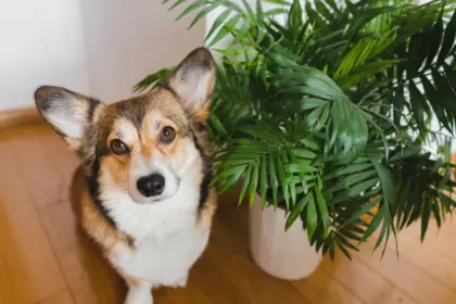 11 plantas tóxicas para manter fora do alcance de cães e gatos