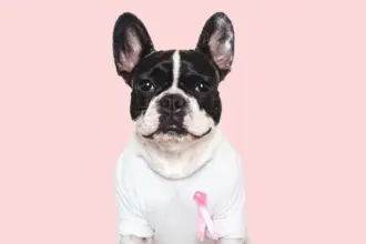 5 dicas para prevenir o câncer de mama em cadelas