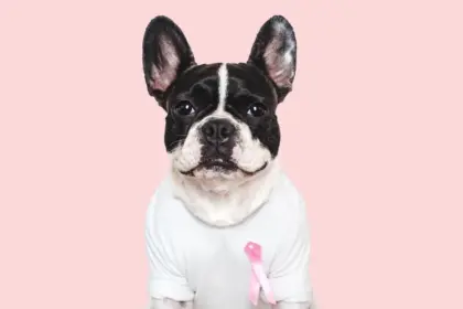 5 dicas para prevenir o câncer de mama em cadelas