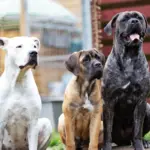 7 diferenças entre os cachorros das raças cane corso e dogo argentino 