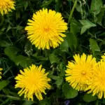 8 benefícios da planta dente-de-leão para a saúde e como usá-la