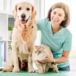 6 doenças crônicas comuns em cachorros e gatos 