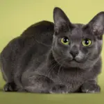 4 características do gato da raça korat 