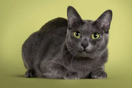 4 características do gato da raça korat 