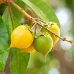 5 benefícios da fruta murici para a saúde e como incluí-la na dieta