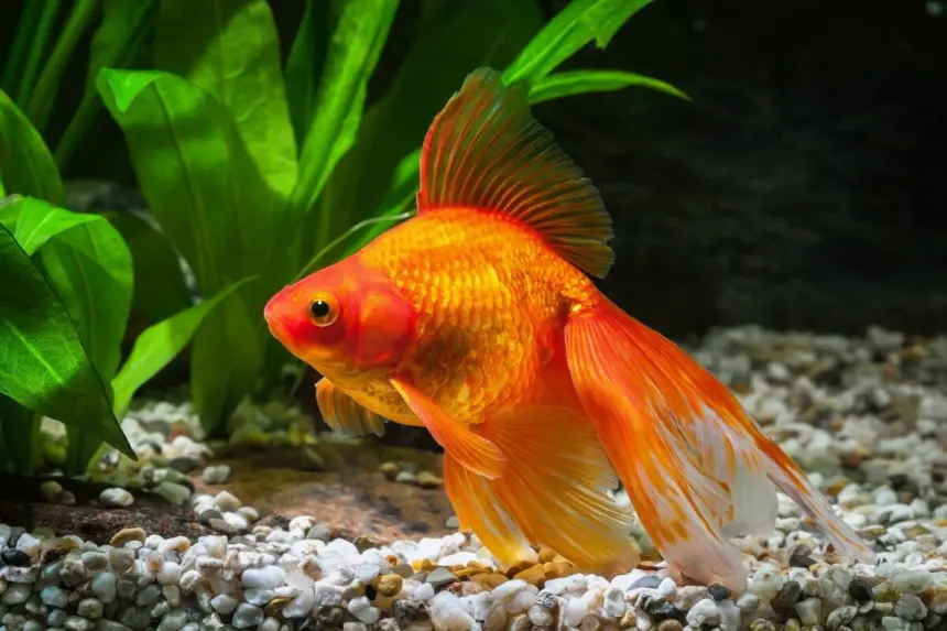 5 curiosidades sobre os peixes ornamentais