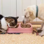 Entenda como o ambiente pode favorecer a obesidade nos animais