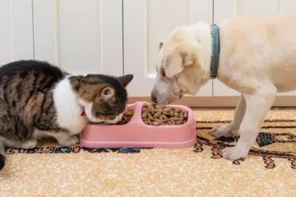 Entenda como o ambiente pode favorecer a obesidade nos animais