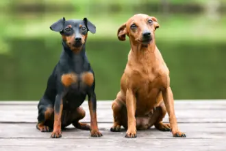10 atividades recomendadas para o cachorro da raça pinscher 