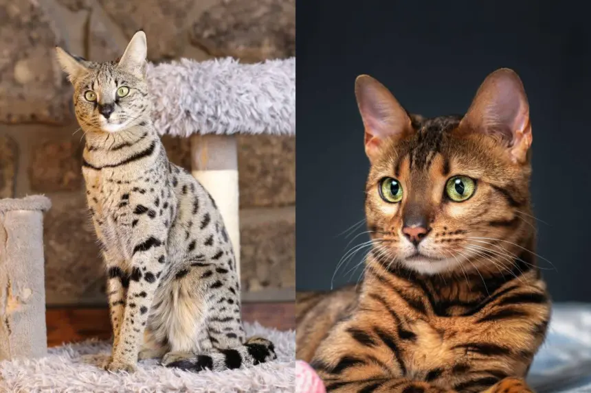 6 diferenças entre os gatos das raças savannah e bengal 6 diferenças entre os gatos das raças savannah e bengal