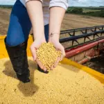 Impulsionado pelo agronegócio e indústria, PIB de Goiás cresce 4,8% em 2023 e supera média nacional – Portal Goiás