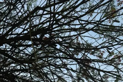 PCGO prende dois investigados por homicídio qualificado e corrupção de menores – Policia Civil do Estado de Goiás