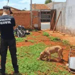 PCGO apura caso de maus-tratos e resgata pitbull em situação de abandono – Policia Civil do Estado de Goiás