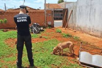 PCGO apura caso de maus-tratos e resgata pitbull em situação de abandono – Policia Civil do Estado de Goiás