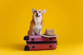12 dicas para viajar com o pet com conforto e segurança