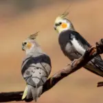 8 curiosidades interessantes sobre as calopsitas 