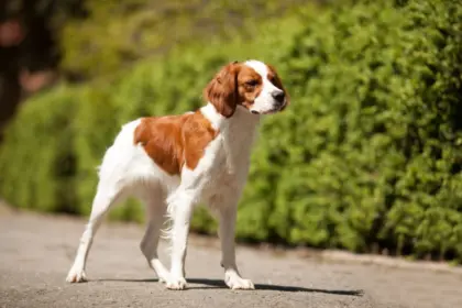 4 características do cachorro da raça spaniel bretão 