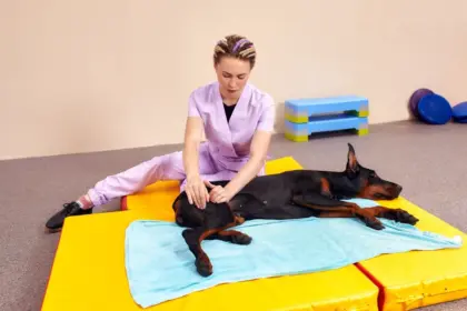 Fisioterapia para animais: conheça as opções e os benefícios