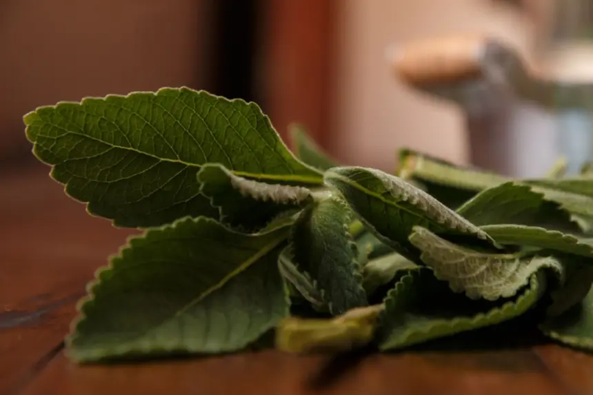 Banho de boldo: aprenda a afastar energias negativas