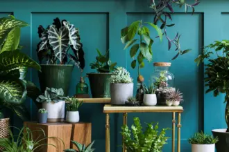 15 espécies de plantas para melhorar a energia da casa