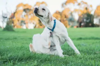 7 mitos sobre pulgas em animais de estimação 