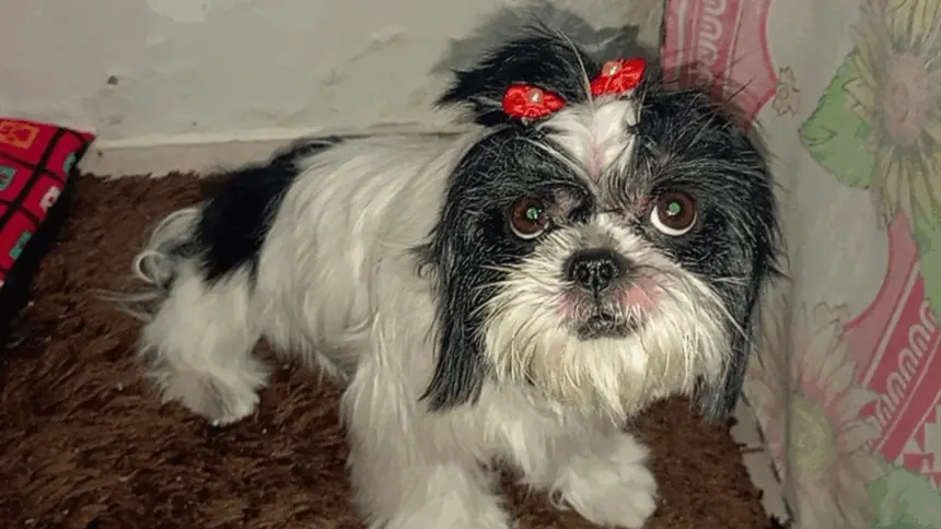 Utilidade Pública, Portal Meganésia: Procura-se por cadela que desapareceu no centro de Goianésia