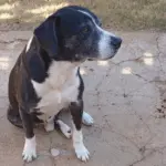 Utilidade Pública: Procura-se por cachorro que desapareceu na região central de Goianésia