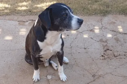 Utilidade Pública: Procura-se por cachorro que desapareceu na região central de Goianésia