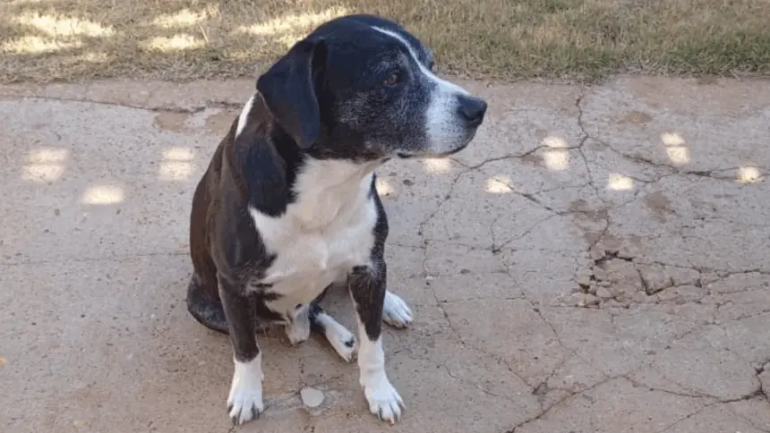 Utilidade Pública: Procura-se por cachorro que desapareceu na região central de Goianésia