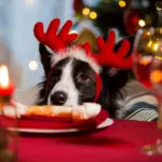 Tóxico para cachorro: 12 comidas de Natal e Ano-Novo perigosas