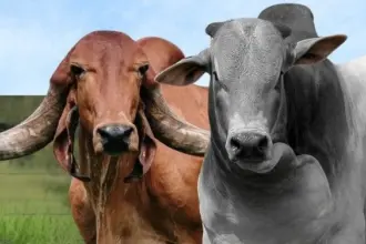 Caravana Pró-Genética chega à Regional Planalto – Portal Goiás