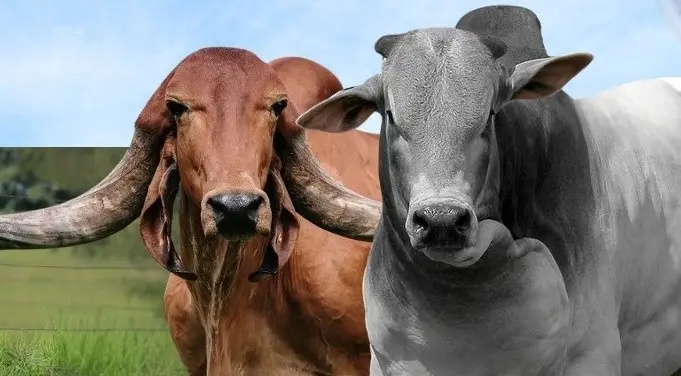 Caravana Pró-Genética chega à Regional Planalto – Portal Goiás