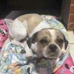 Polícia Civil resgata cão abandonado e investiga responsável pelo crime de maus-tratos – Policia Civil do Estado de Goiás