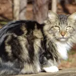 Gatos estadunidenses: 7 raças originárias dos Estados Unidos