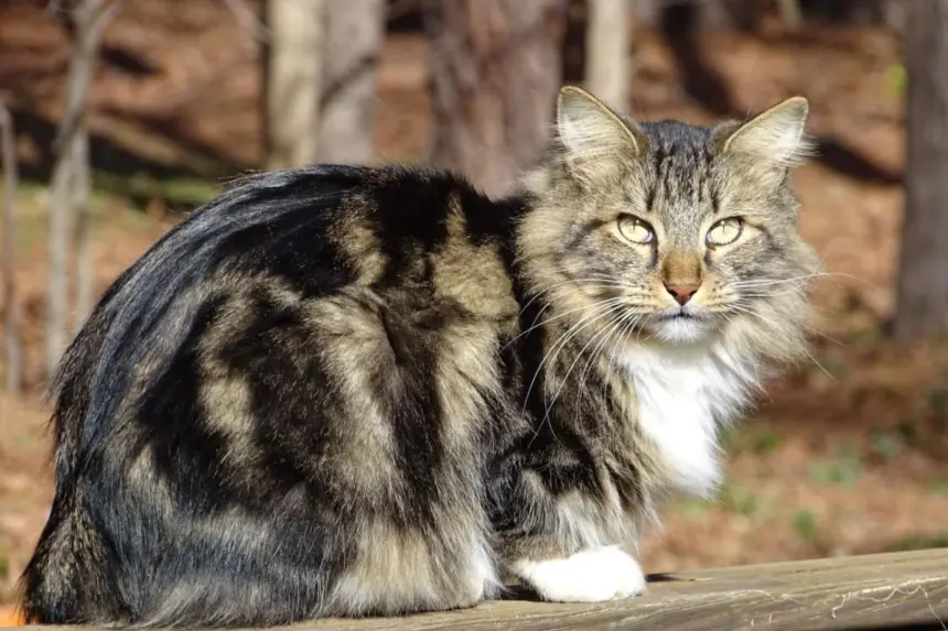 Gatos estadunidenses: 7 raças originárias dos Estados Unidos