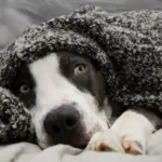 O impacto dos fogos de artifício nos animais: o que você precisa saber