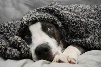 O impacto dos fogos de artifício nos animais: o que você precisa saber