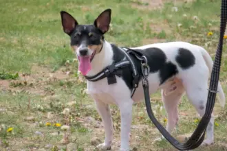 Coleira não é tudo igual: veja como escolher o modelo ideal