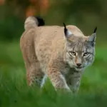 Lince: conheça esse felino com comportamentos surpreendentes 
